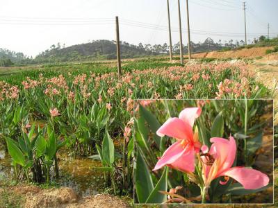 粉花水生美人蕉